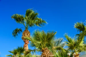 Multiple Sabal Palms in front of a clear blue sky.