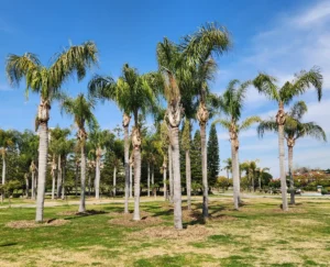 A field filled with multiple queen palm trees.
